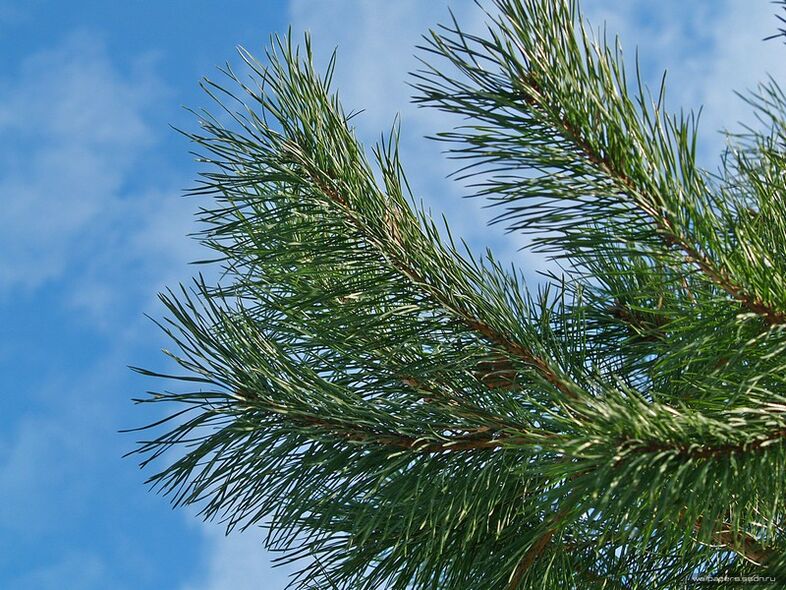 ihly na liečbu cervikálnej osteochondrózy